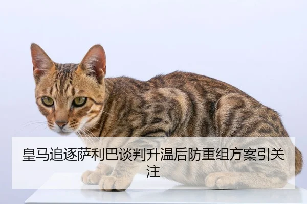 皇马追逐萨利巴谈判升温后防重组方案引关注
